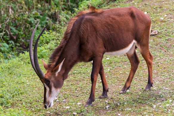 A sable antelope with a rich brown coat and long, curved horns grazes on a patch of green grass. The setting is a natural environment with a background of various shrubs and foliage, suggesting a forest or savannah habitat.