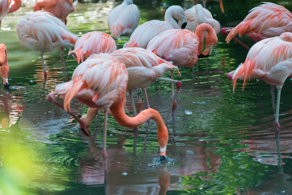 flock of flamingos on body of water