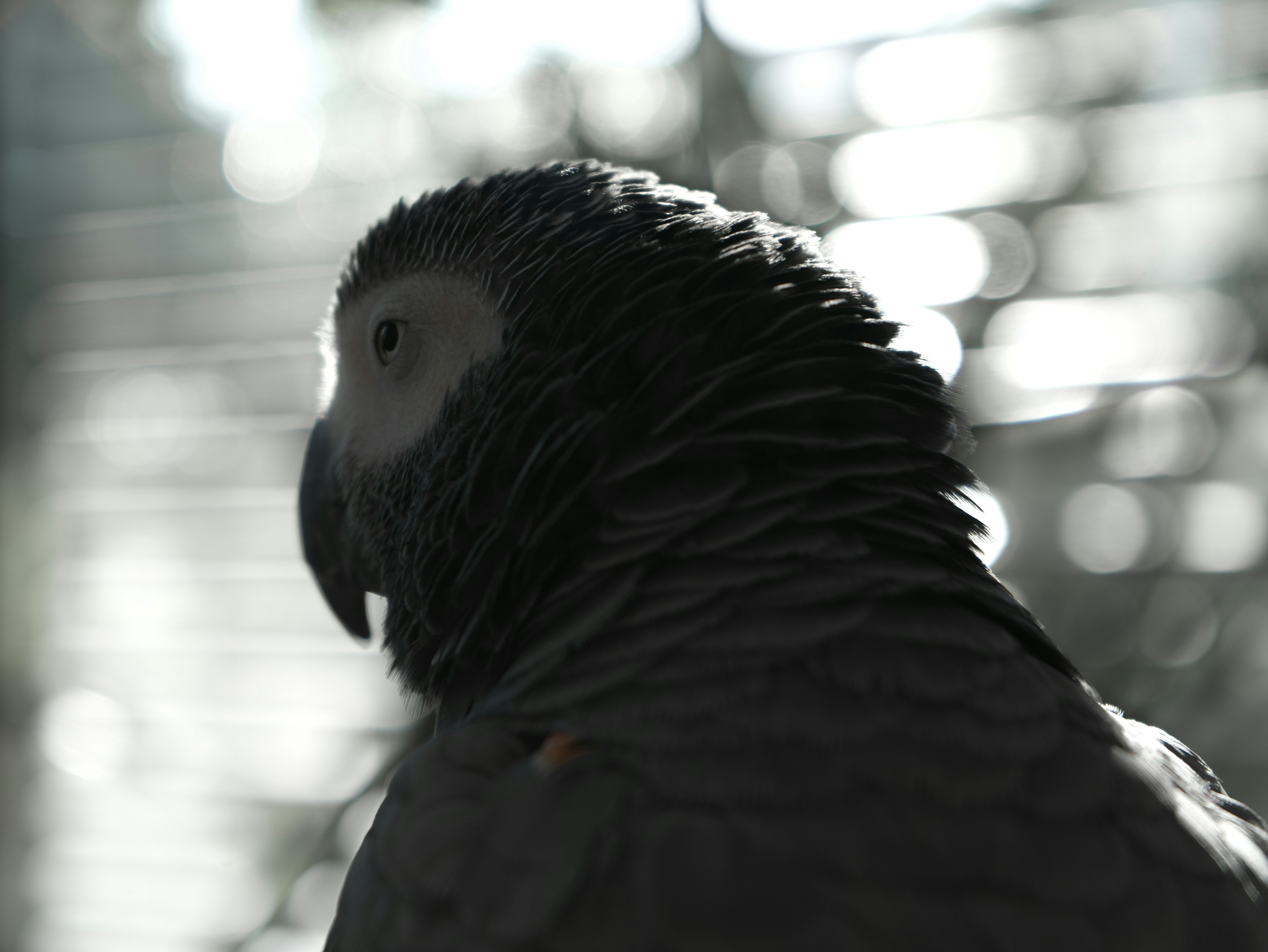 Photo by swimstaralex