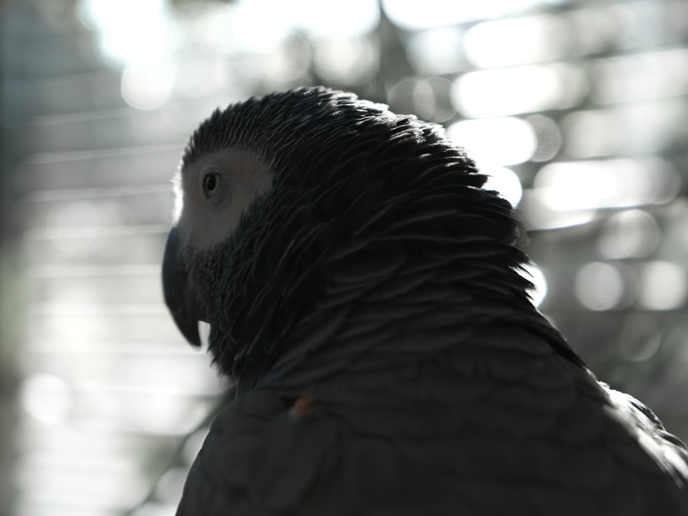 흑백 새의 선택적 초점 사진