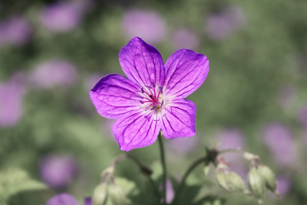 purple-petaled flower