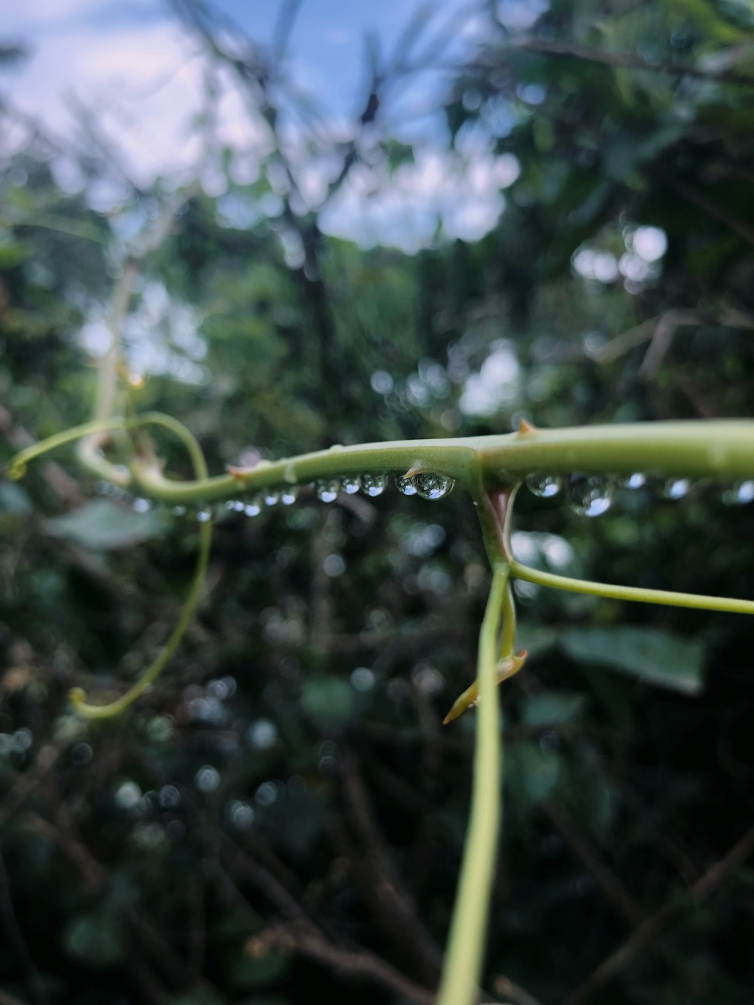 green plant