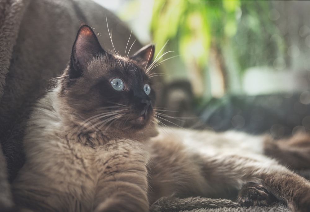 brown and grey short-fur cat