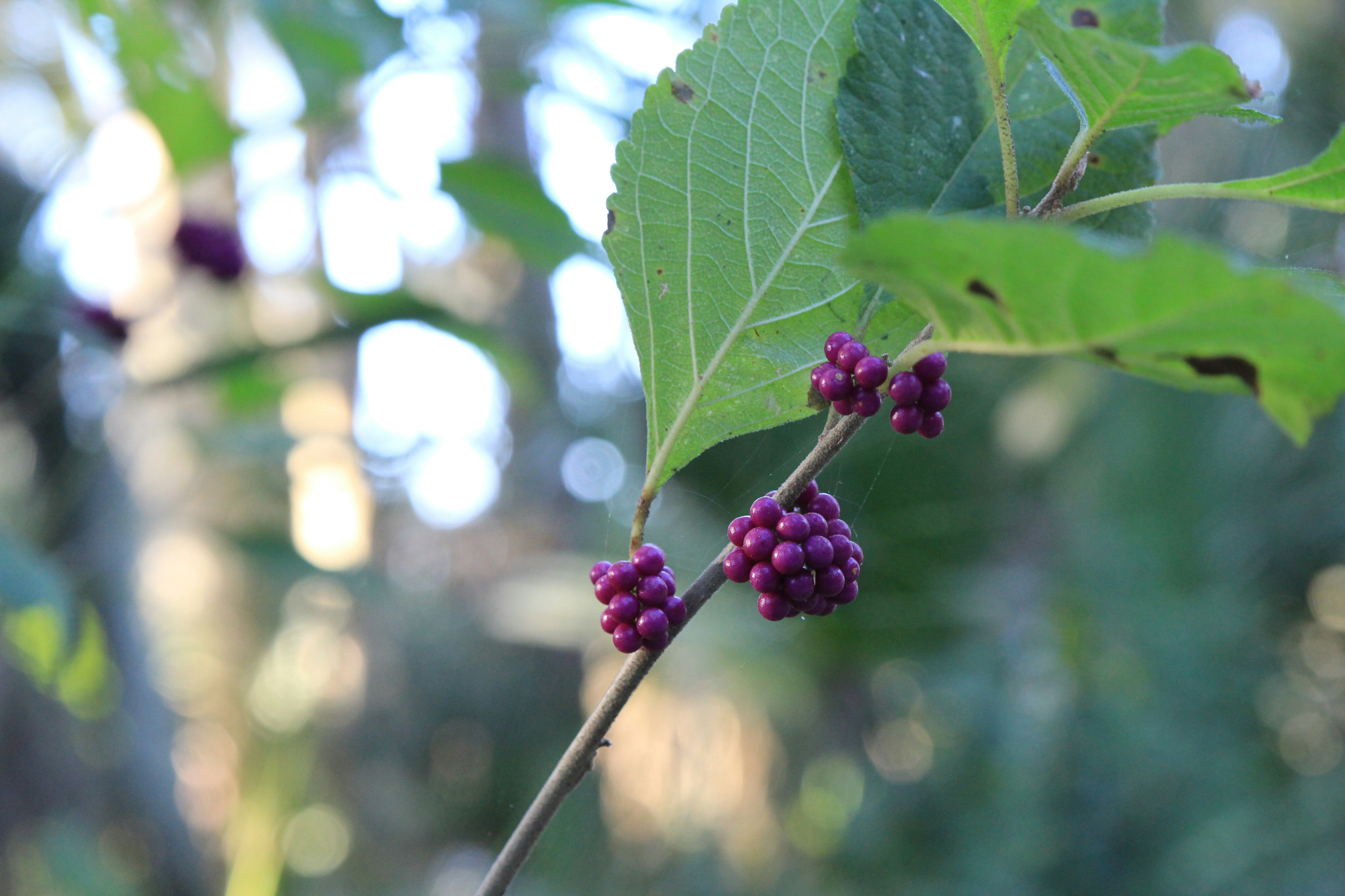 Wild berries on bush