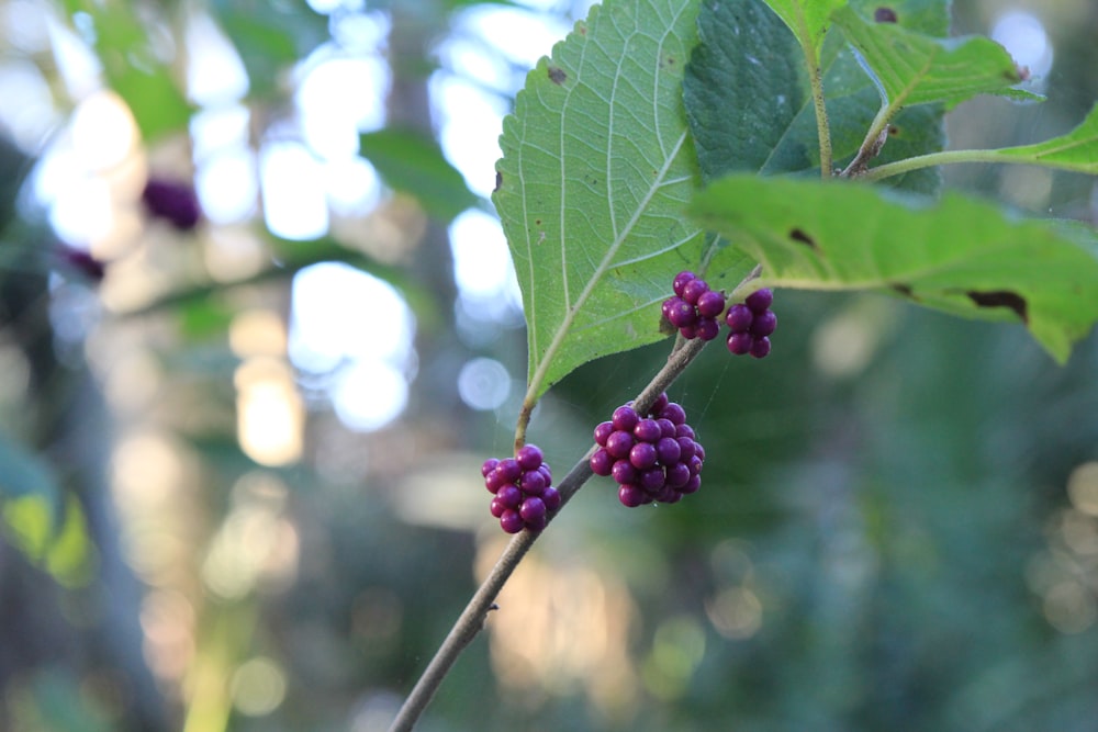 round purple fruit