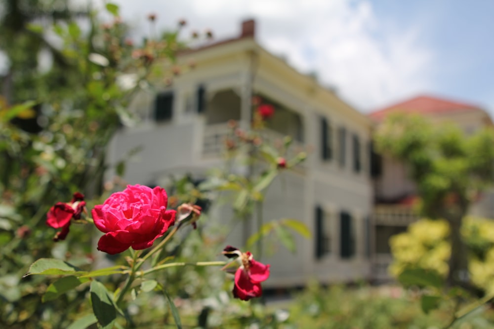 focus photography of red petaled flowe