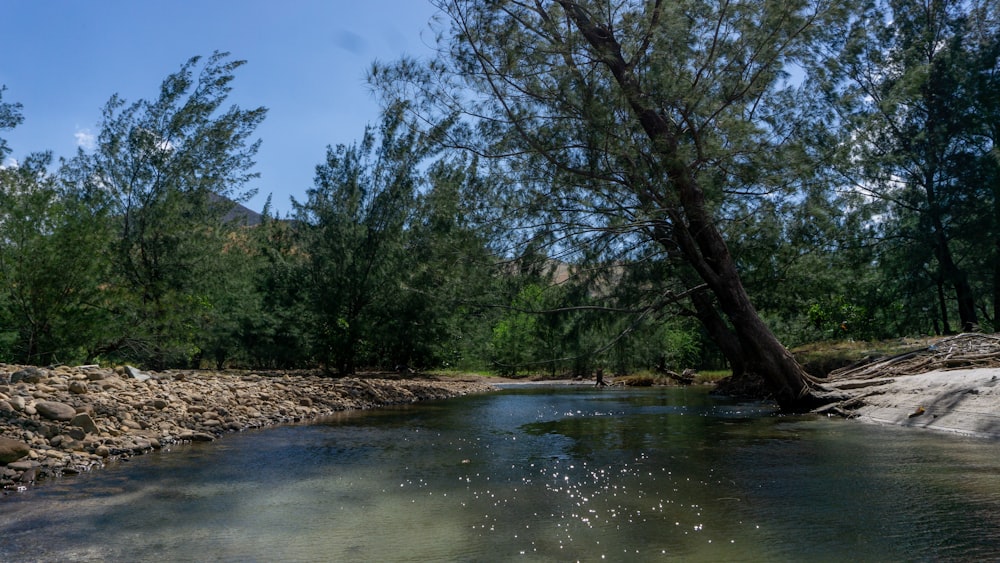 a stream running through a forest filled with trees