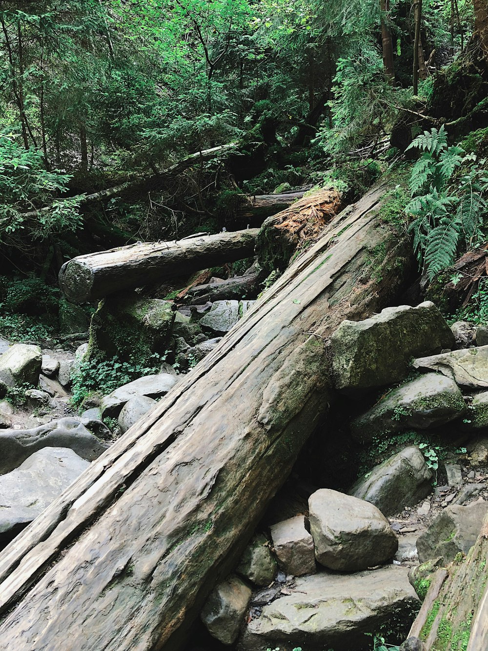 gray wood log close-up photography