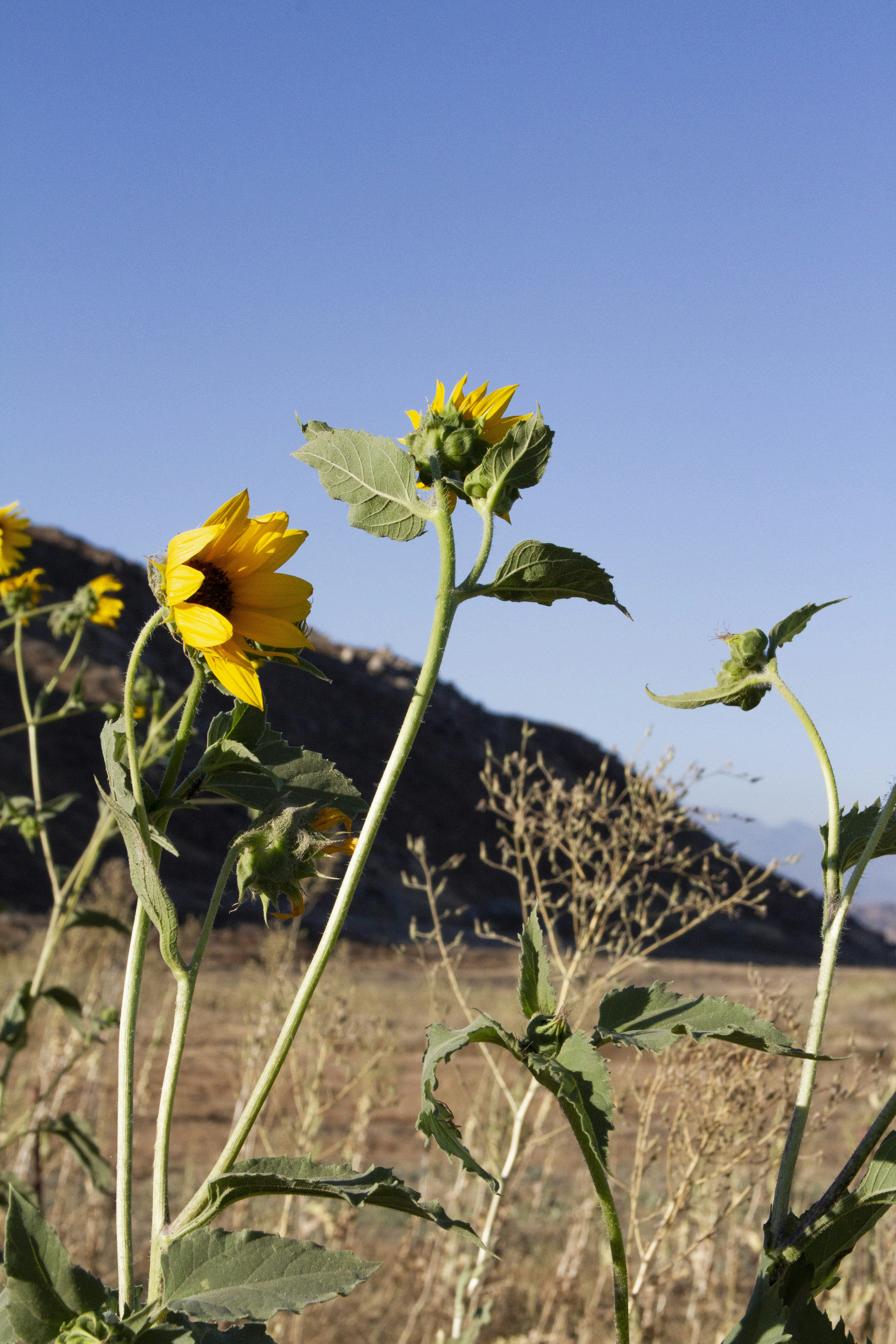 yellow sunflower