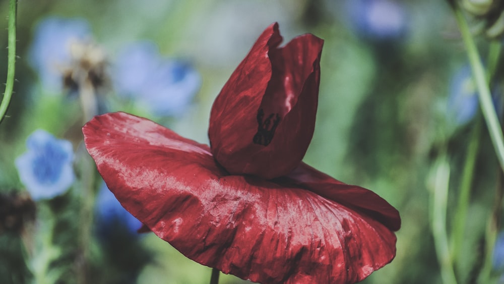 red petaled flower