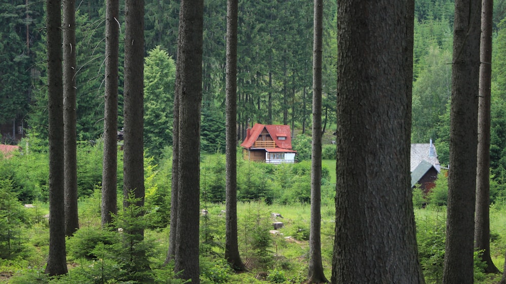 red house near tree lot during daytime