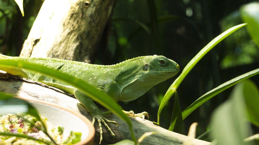 green chameleon on branch