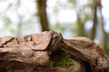 Close-up of moss-covered driftwood resting on a foggy riverbank, deep shadows emphasizing texture.