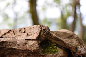 Close-up of moss-covered driftwood resting on a foggy riverbank, deep shadows emphasizing texture.