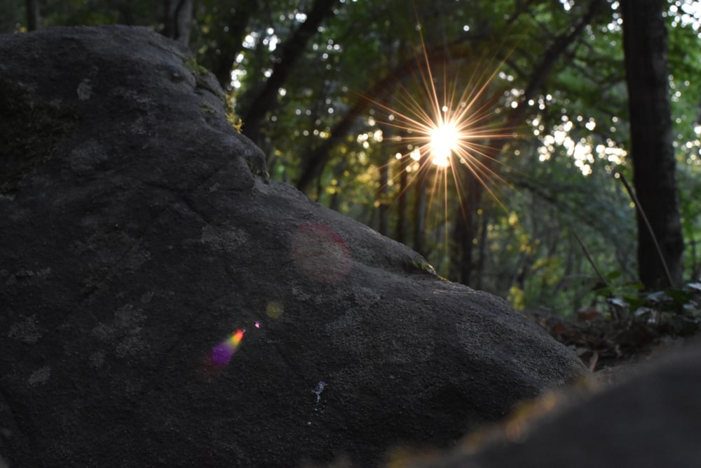 the sun shines brightly through the trees in the forest