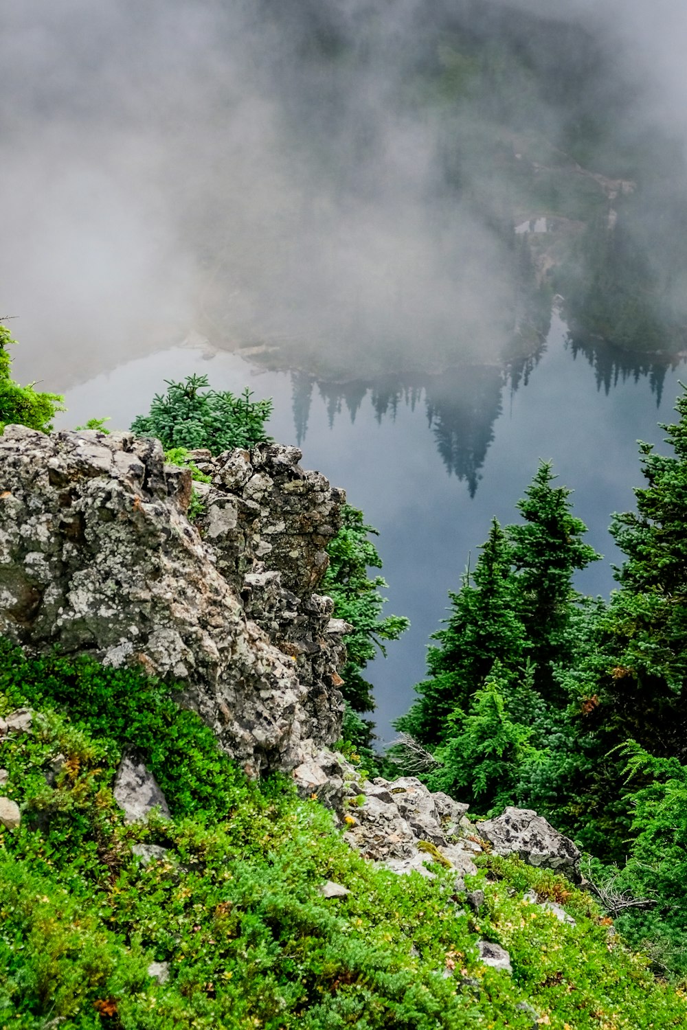 green trees beside body of water at daytime