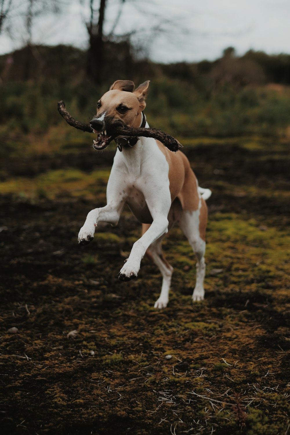 dog carrying log