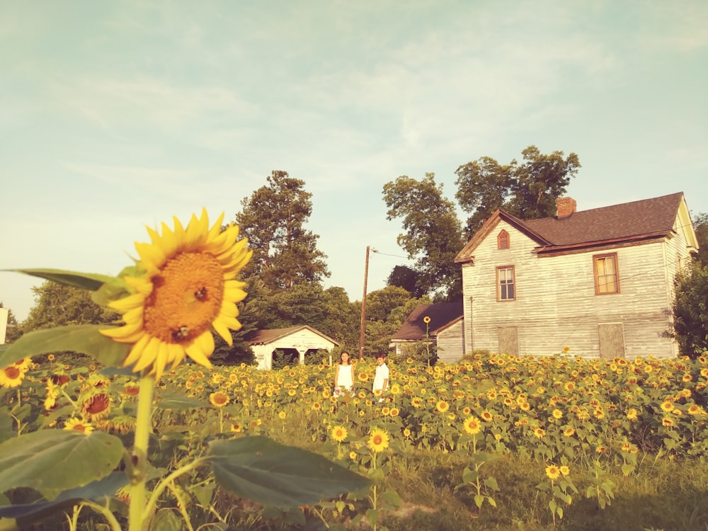 girasole giallo durante il daytie