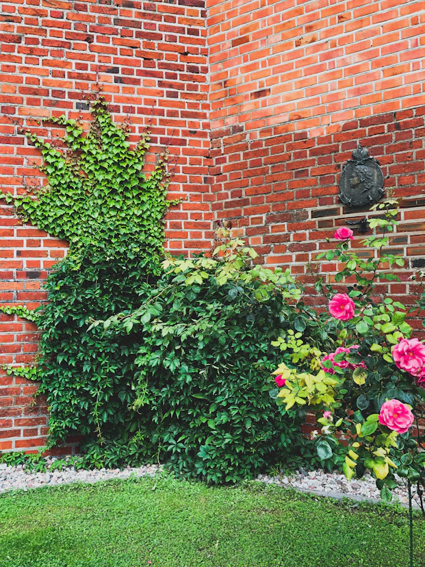 pink flower plant near red brick wall during daytime