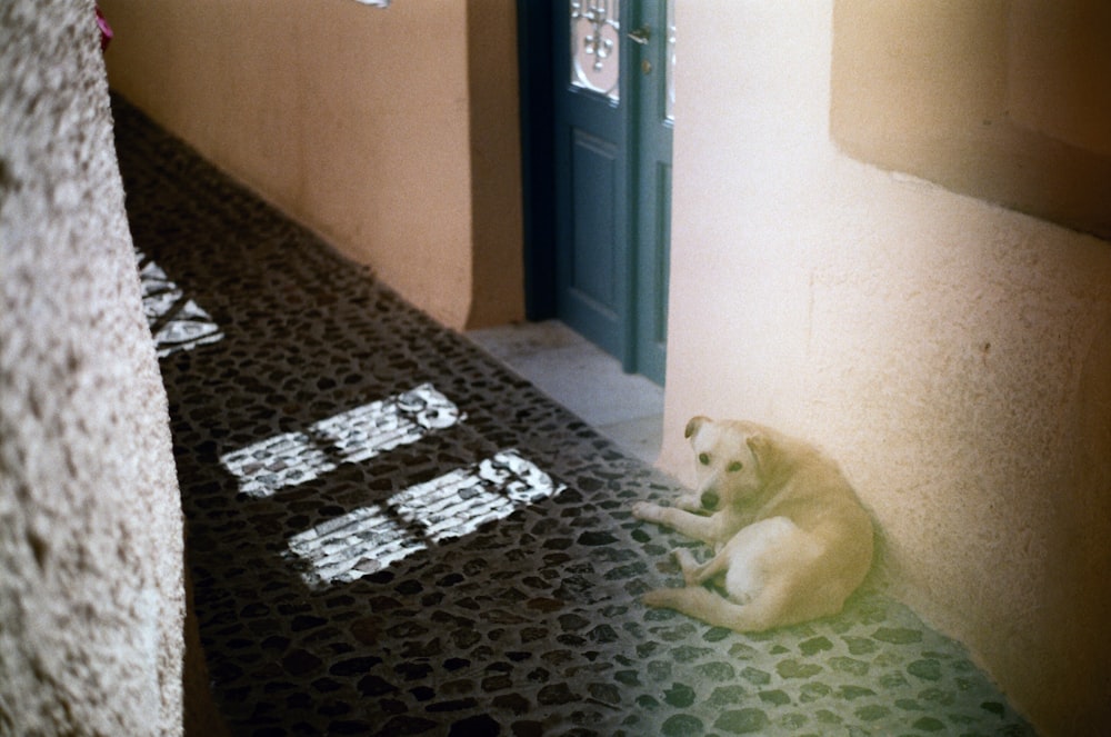 short-coat brown dog lying on grey surface