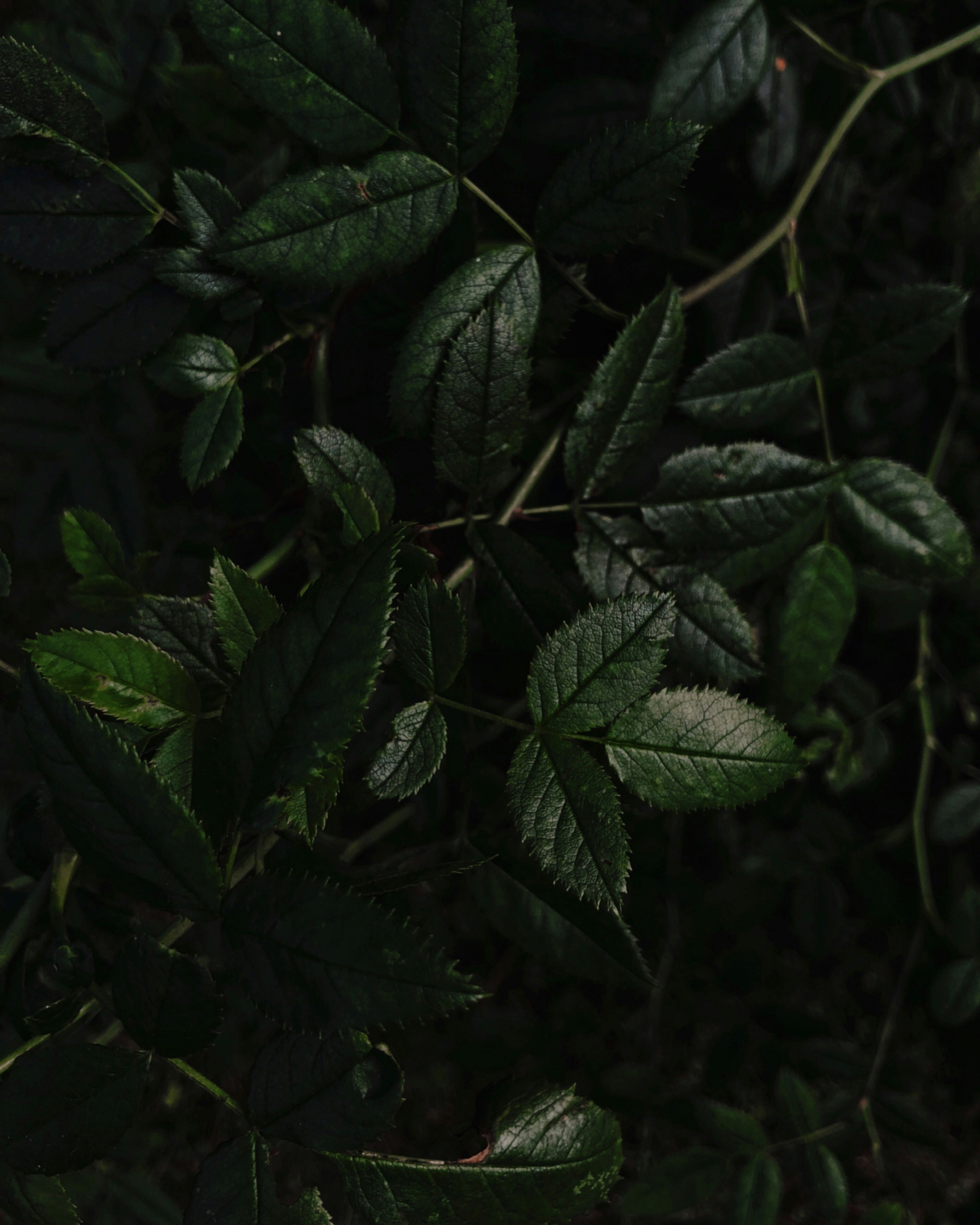 Photo by nastasyarud