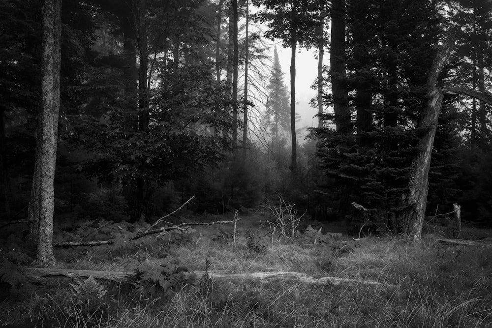 Une photo en noir et blanc d’une forêt