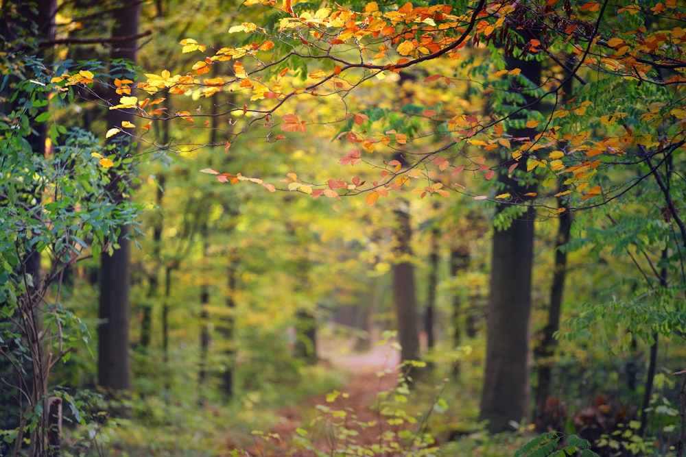 arbres jaunes et verts