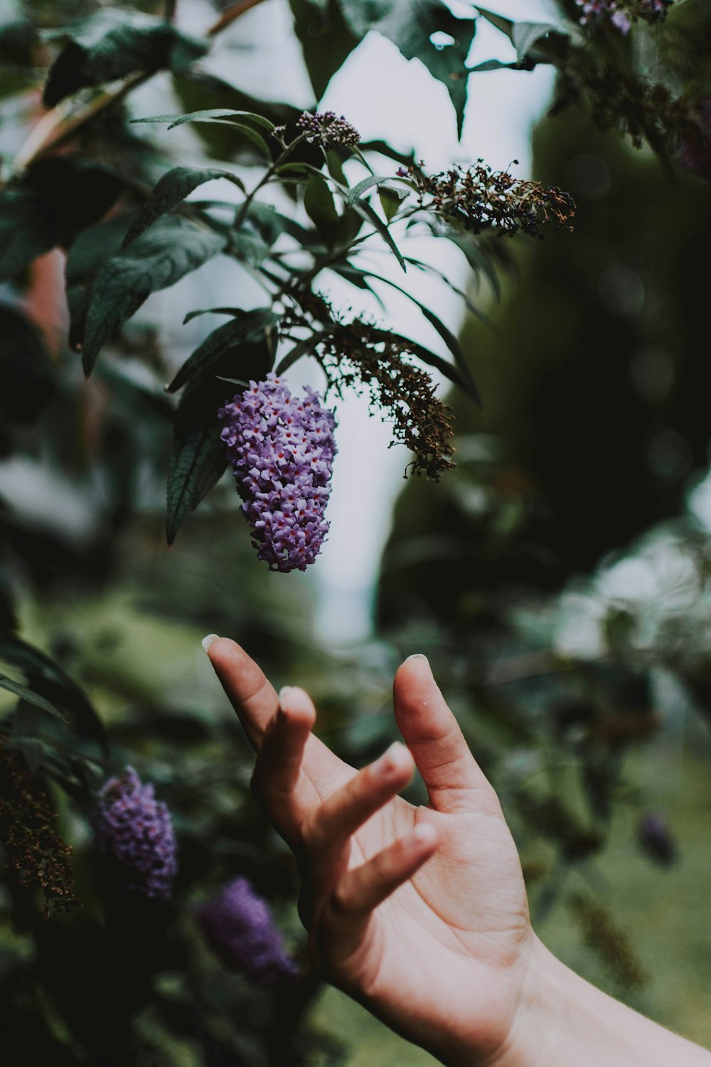 person about to touch flower