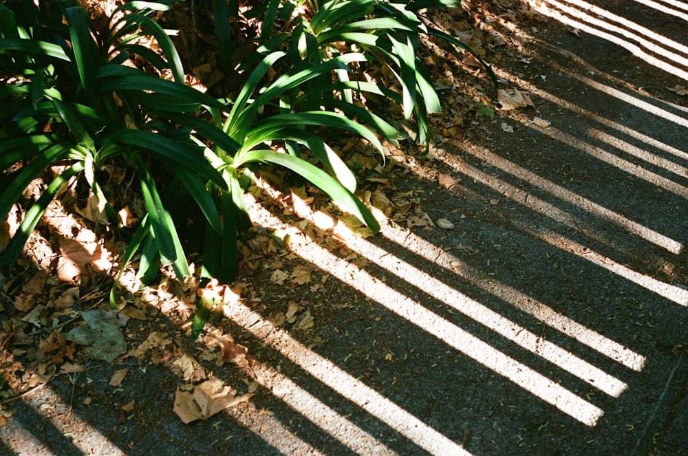 fotografia ravvicinata di piante a foglia verde