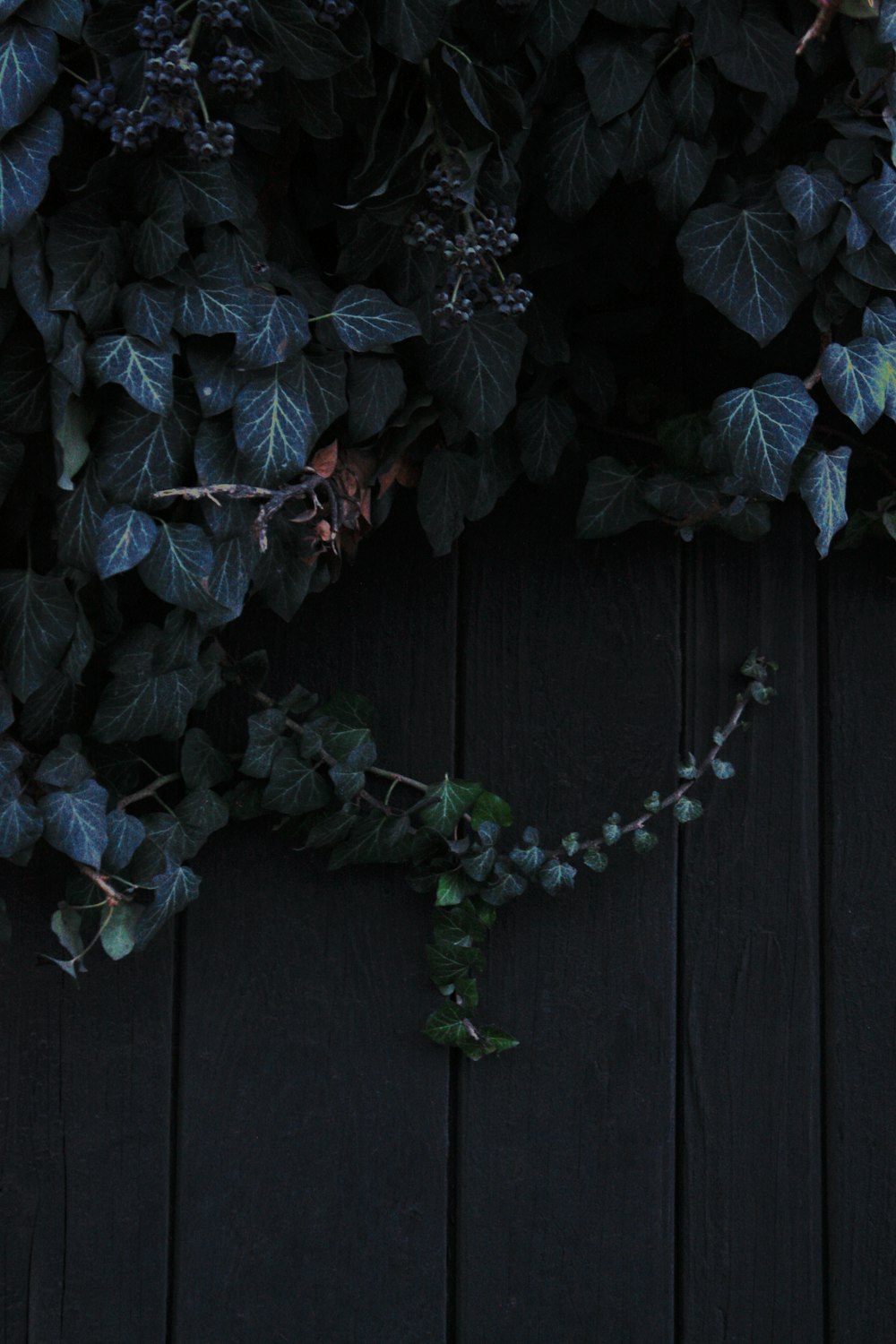 green leaf plant close-up photography