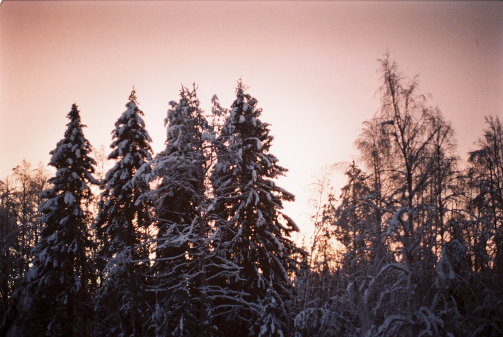 grey trees during daytime