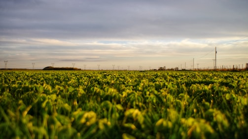 yellow flowers under cloudy sky