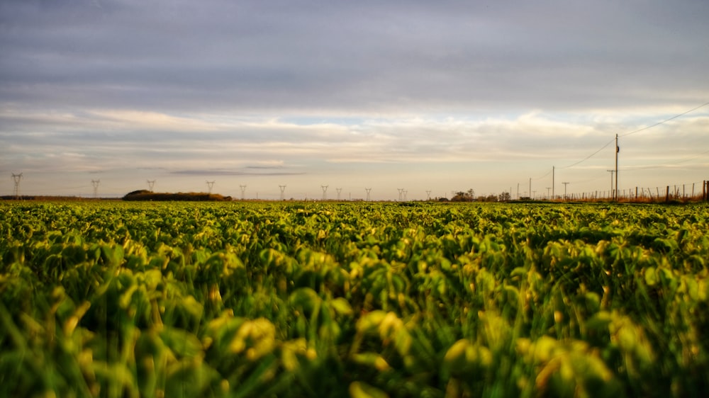 gelbe Blüten unter bewölktem Himmel