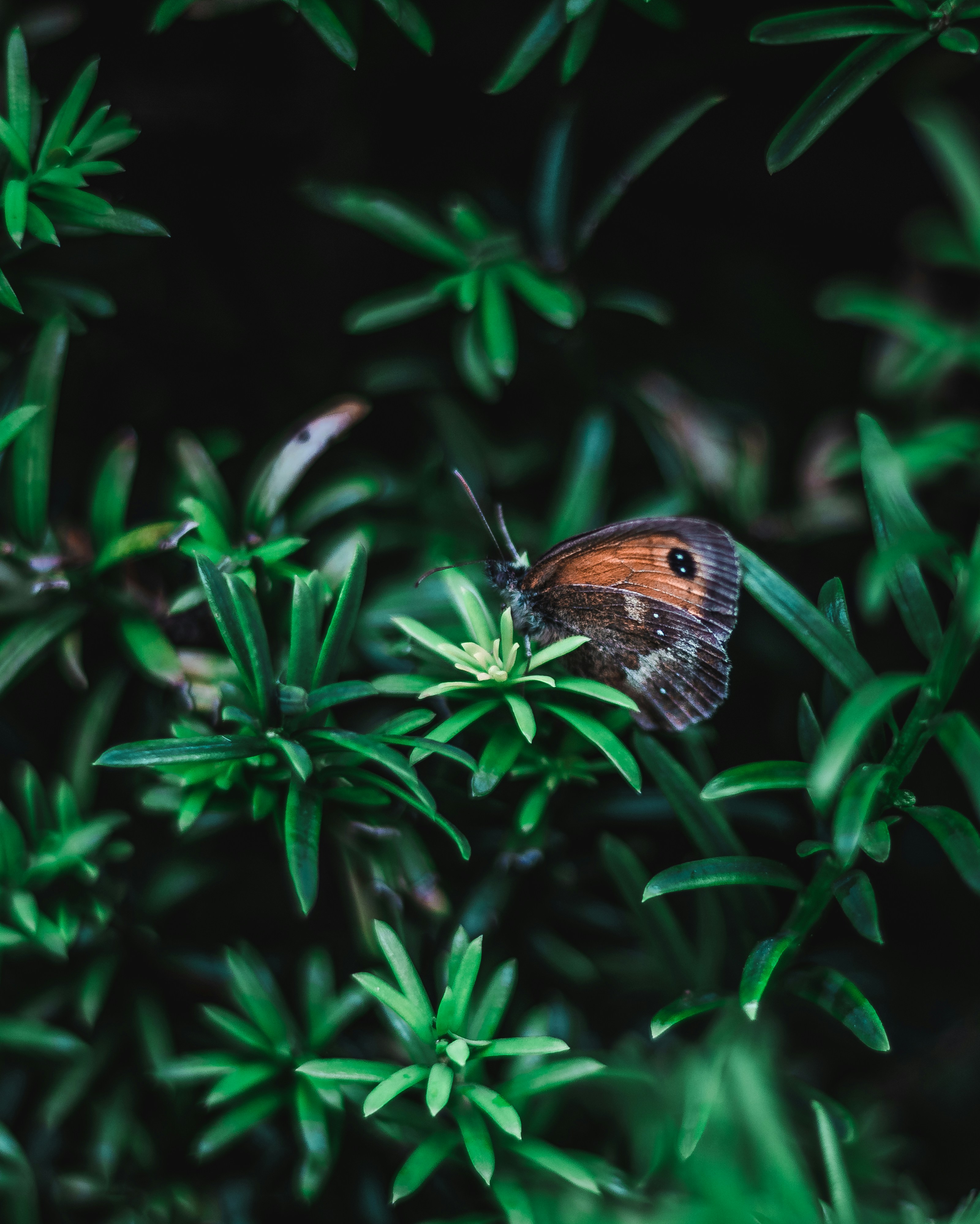 Brown and gray butterfly on green leaf plant photo Free Invertebrate