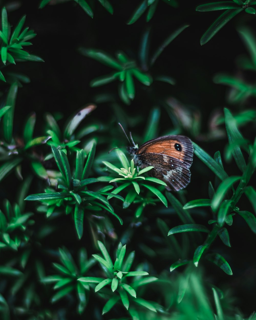 brown and gray butterfly on green leaf plant