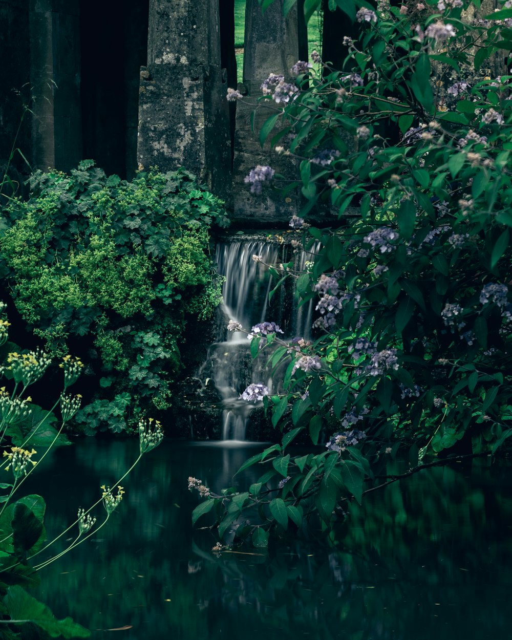 purple lowers on pond