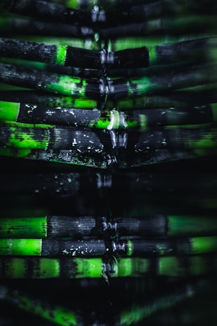 A close-up view of bamboo stalks with alternating patterns of green and black. The lighting creates an artistic, reflective effect, emphasizing the textures and colors of the bamboo.