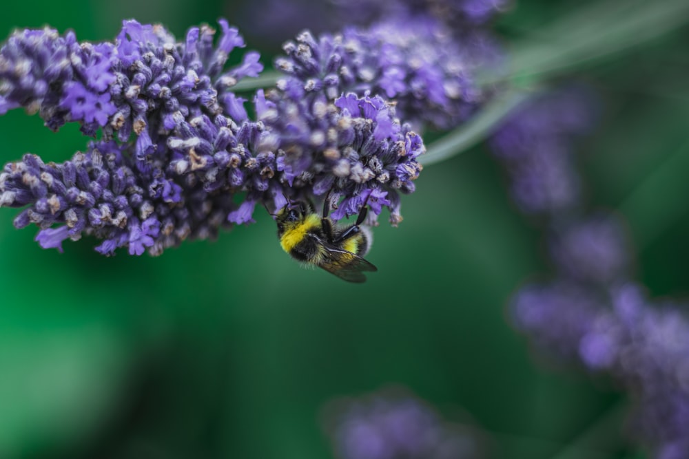 purple flowers