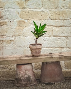An aloe vera plant in a small terracotta pot sits on a rustic wooden plank. The plank is supported by two upside-down, weather-worn terracotta pots and set against a textured, light-colored brick wall.