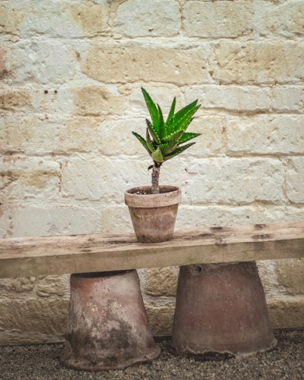 An aloe vera plant in a small terracotta pot sits on a rustic wooden plank. The plank is supported by two upside-down, weather-worn terracotta pots and set against a textured, light-colored brick wall.