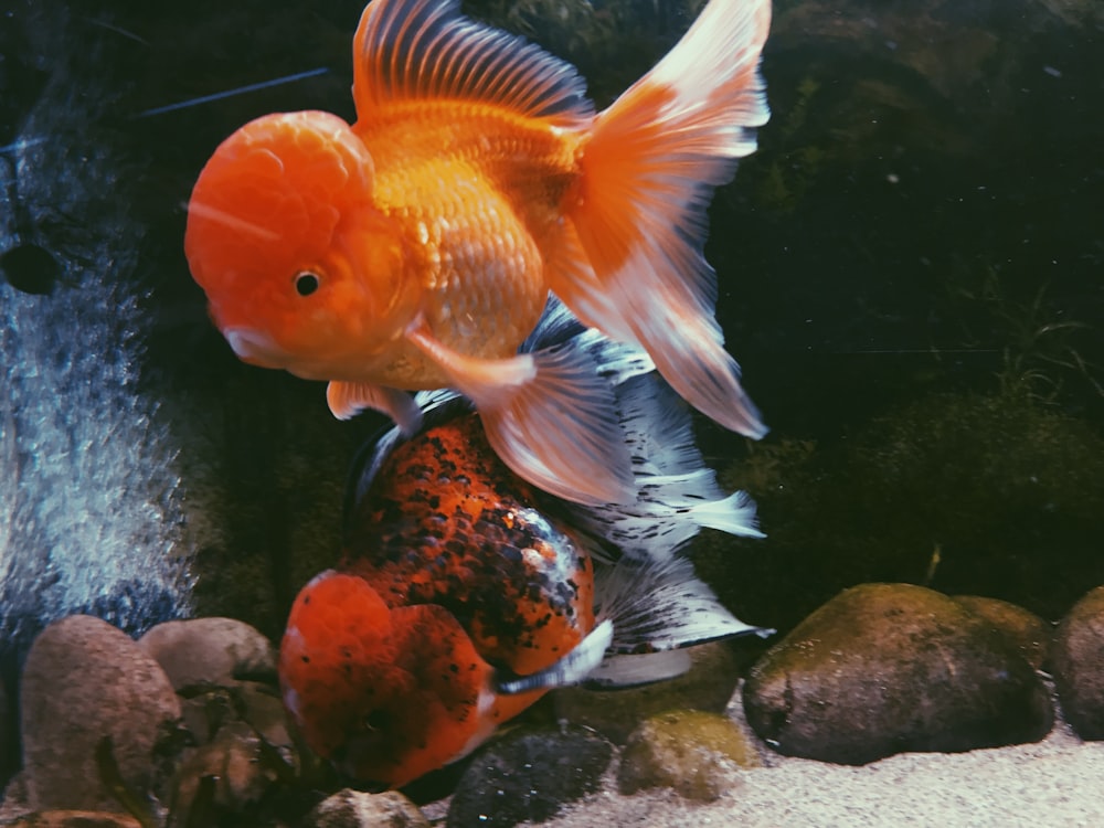 オレンジ色の金魚