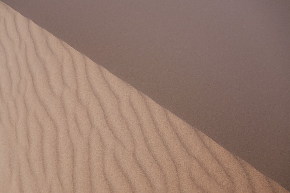 Un oiseau solitaire survole une dune de sable