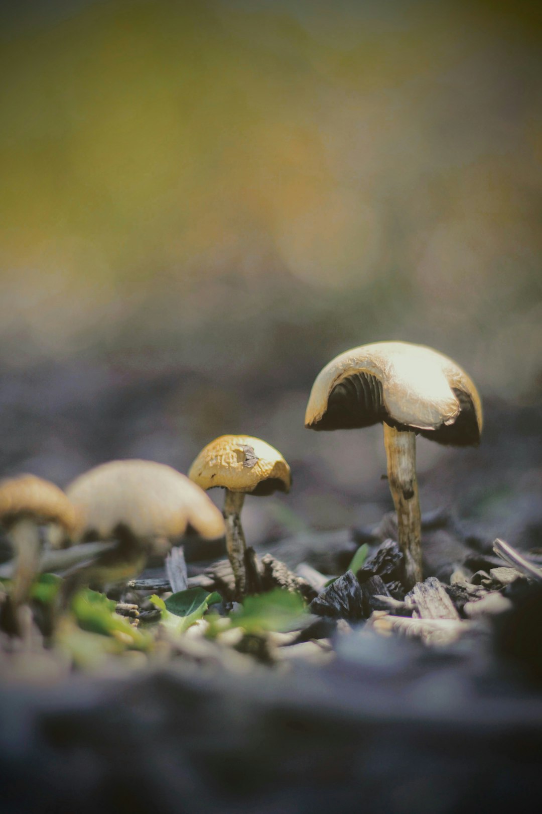 brown mushroom selective focus photography