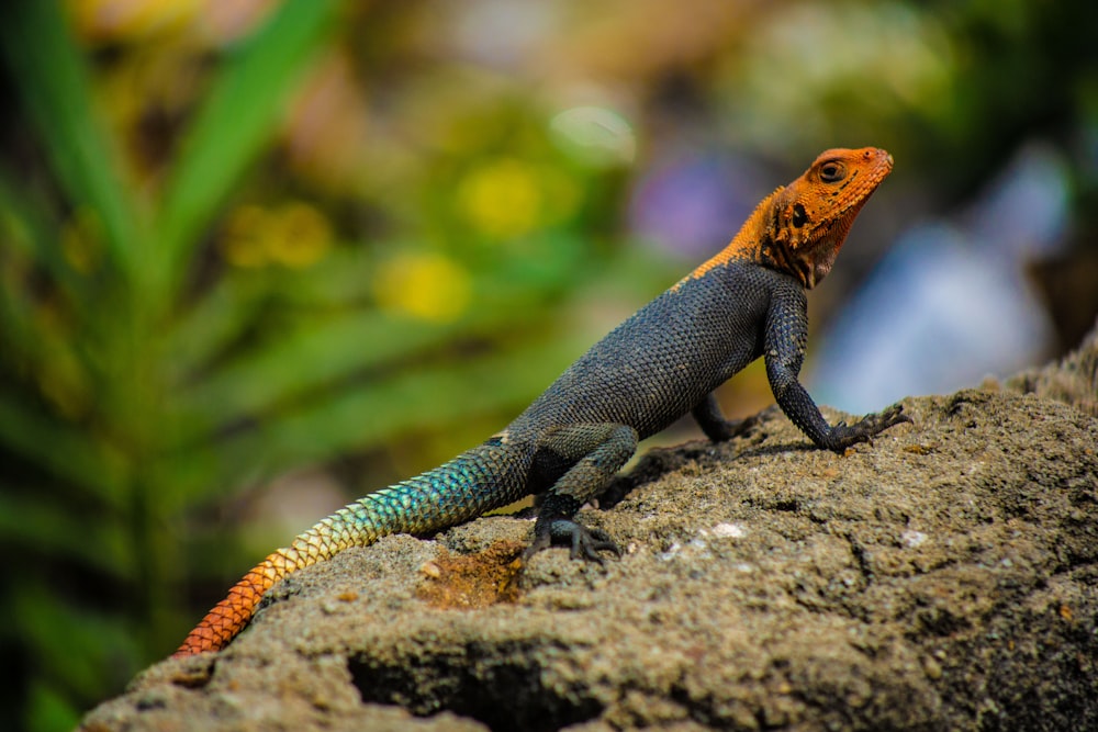 black and brown lizard on gray stone close-up photography