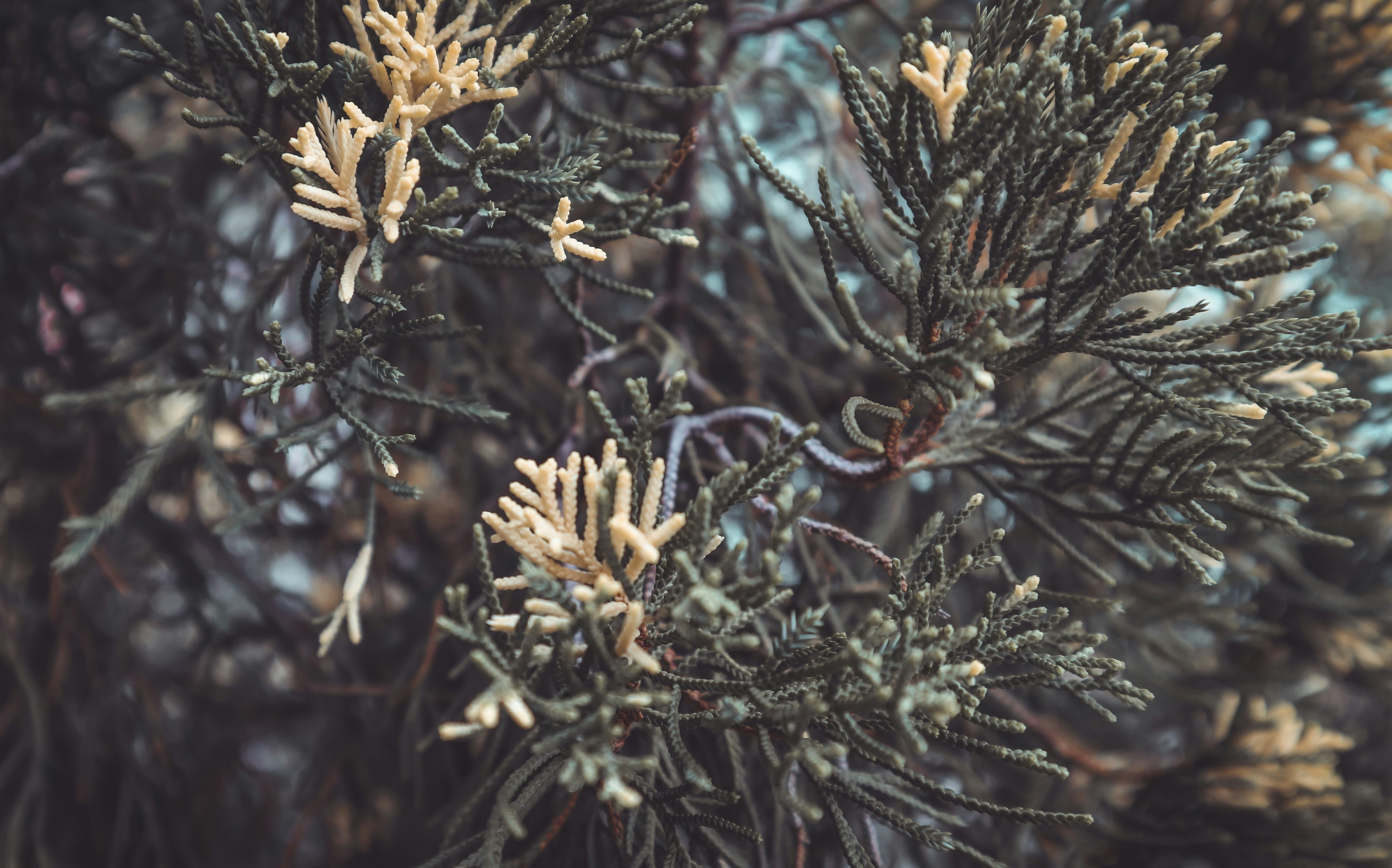 green leaf tree close-up photography