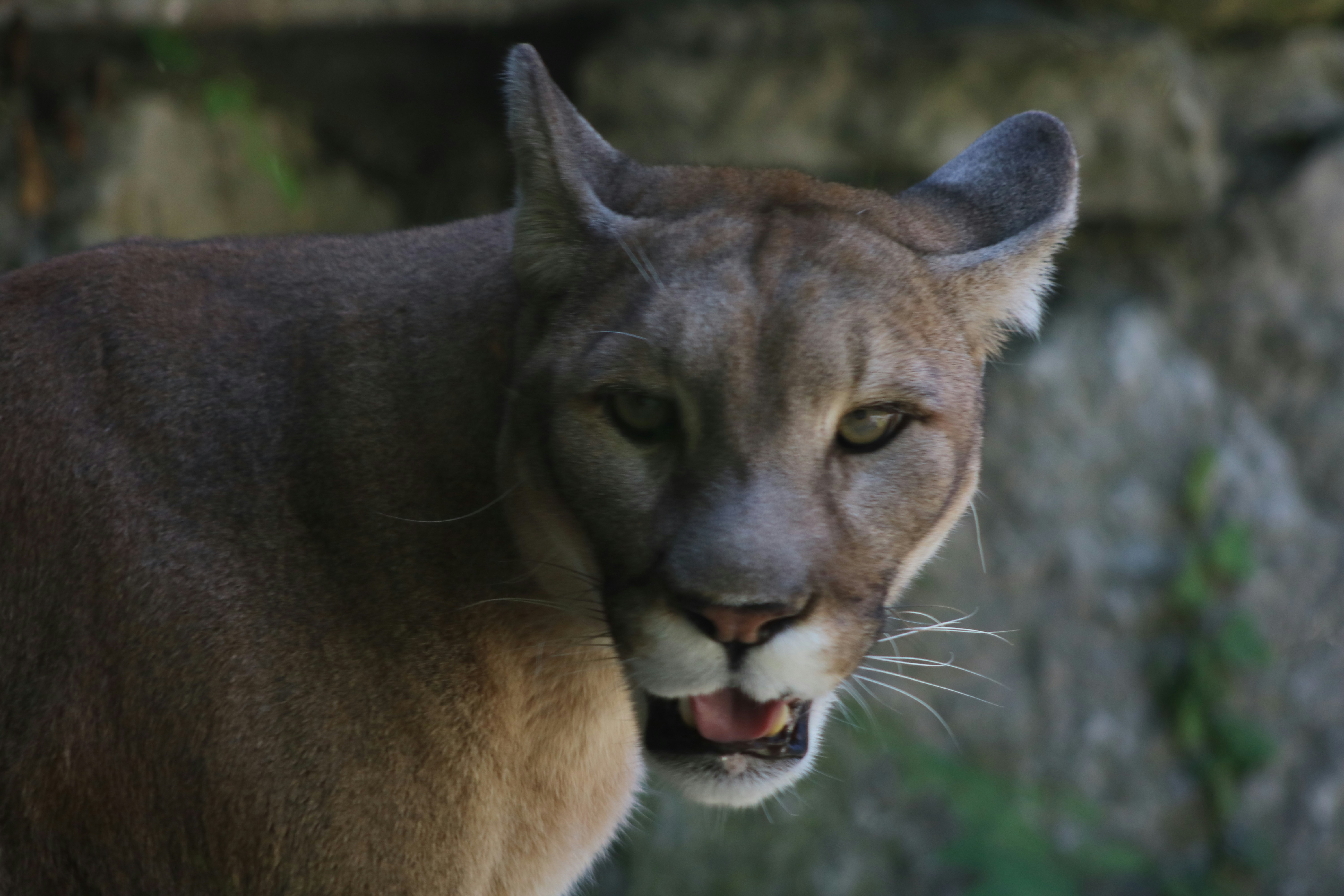 Exploring the Enigmatic Wild Cats of the Tibetan Plateau: The Tibetan Lynx and Pallas’s Cat