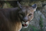 A close-up view of a large wild cat, with tawny fur and a focused expression, surrounded by a natural, forest-like background.