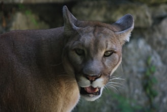 A close-up view of a large wild cat, with tawny fur and a focused expression, surrounded by a natural, forest-like background.