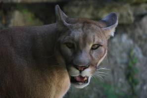 A close-up of a wild animal in its natural habitat, full of life and detail.