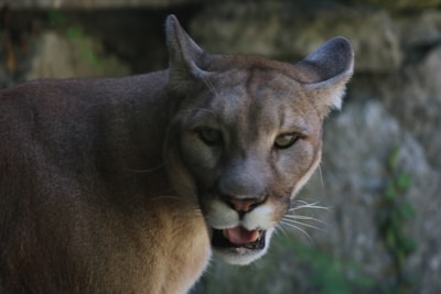 A close-up view of a large wild cat, with tawny fur and a focused expression, surrounded by a natural, forest-like background.